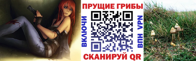 Галлюциногенные грибы Psilocybine cubensis  Купить где  Кондрово 